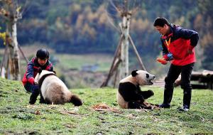 Wolong Panda Base
